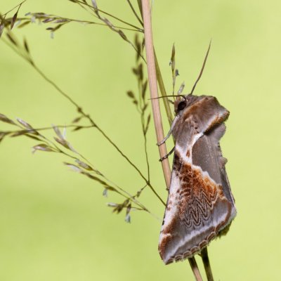 Habrosyne pyritoides (můřice bělopásná), Devět křížů