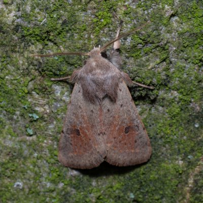 Orthosia cruda (jarnice menší), Ždánický les