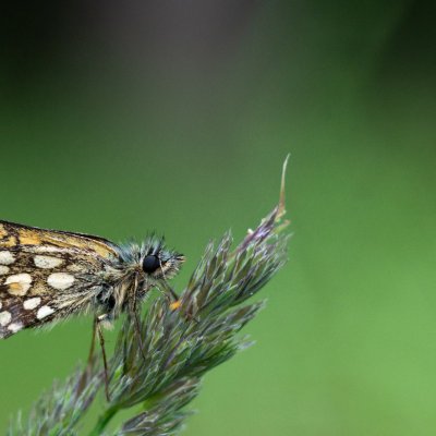 Carterocephalus palaemon (soumračník jitrocelový), Podkomorské lesy