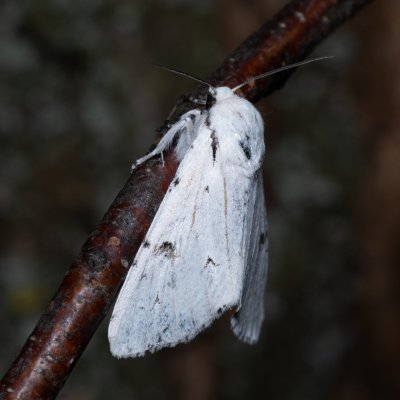Acronicta leporina (šípověnka vrbová), Havranické vřesoviště