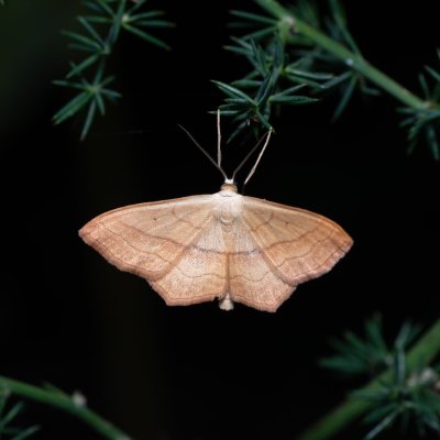 Scopula imitaria (-), HR, Jablanac