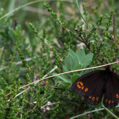 Erebia medusa (okáč rosíčkový), Havranické vřesoviště