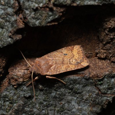 Conistra vaccinii (zimovnice brusnicová), Kývalka