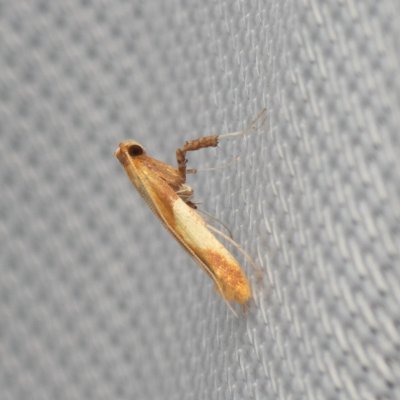 Caloptilia robustella (-), Hrušovany u Brna