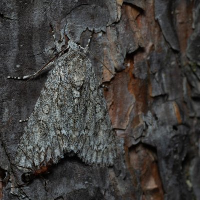 Acronicta aceris (šípověnka maďalová), PP Černice