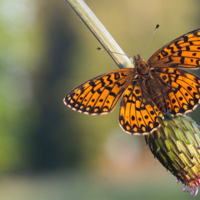 Boloria selene (perleťovec dvanáctitečný), PP Pohoří na Šumavě