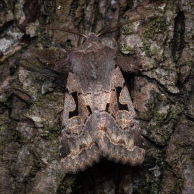 Orthosia gothica (jarnice ovocná), PR Studnické louky