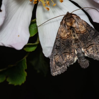 Abrostola asclepiadis (kovolesklec tolitový), Hády