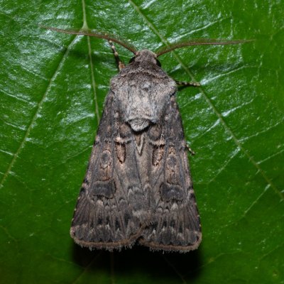 Agrotis bigramma (osenice širokřídlá), NPR Slanisko u Nesytu