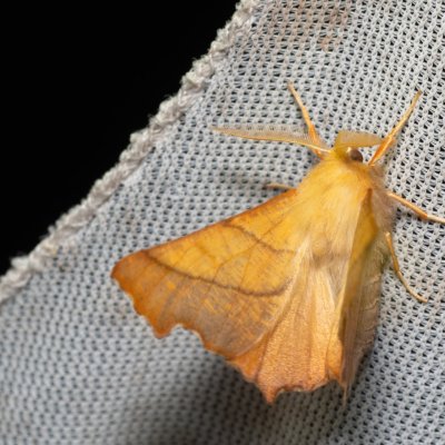 Ennomos fuscantaria (zejkovec jasanový), Henčov