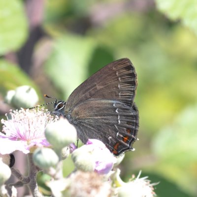 Satyrium ilicis (ostruháček česvinový), GR, Makrades, Korfu