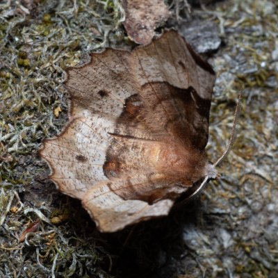 Selenia tetralunaria (zejkovec čtyřměsíčný), Lysá hora u Ochozu
