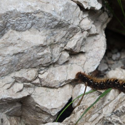 Lasiocampa quercus (bourovec dubový), SLO, Korita Mlinarice
