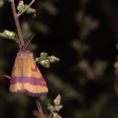 Lythria cruentaria (rudopásník menší), PP Pánov