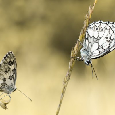Melanargia galathea (okáč bojínkový), Hády