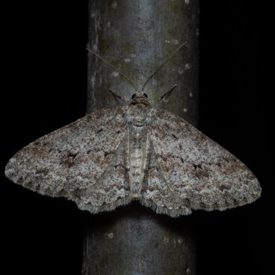 Ectropis crepuscularia (různorožec orlíčkový), Žebětín