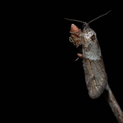 Tortricodes alternella (obaleč předjarní), Žebětín