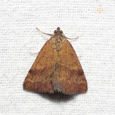 Phytometra viridaria (zobonosec zelenavý), Kývalka