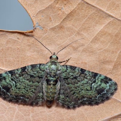 Pasiphila rectangulata (píďalička jabloňová), NPP Červený kopec