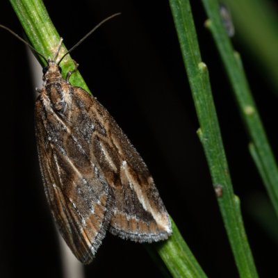 Chesias legatella (píďalka janovcová), PP Zlobice