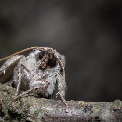 Cymatophorina diluta (můřice podzimní), PP Milovická stráň