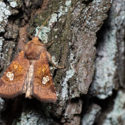 Amphipoea oculea (travařka polní), Žebětín