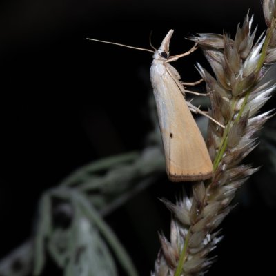 Xanthocrambus saxonellus (-), NPP Stránská skála
