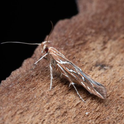 Pyroderces argyrogrammos (zdobníček síťkovaný), PP Kamenný vrch u Kurdějova