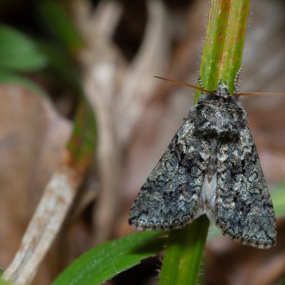 Polyploca ridens (můřice dubová), Kývalka