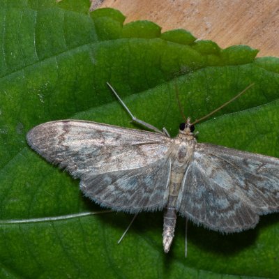 Anania lancealis (zavíječ úzkokřídlý), Devět křížů