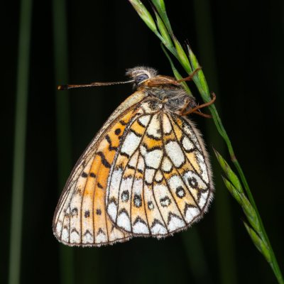 Boloria eunomia (perleťovec mokřadní), PP Prameniště Pohořského potoka