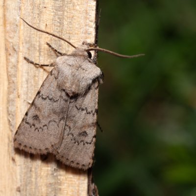 Agrotis cinerea (osenice popelavá), PR Kamenný vrch