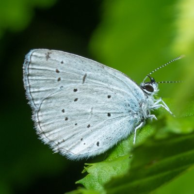 Celastrina argiolus (modrásek krušinový), NS Bučín