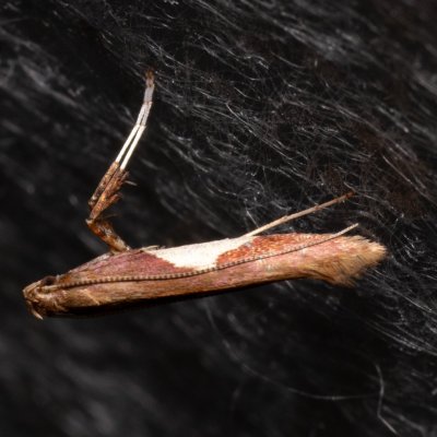 Caloptilia stigmatella (-), PP Střelická bažinka