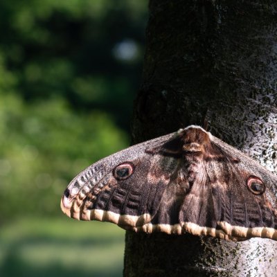 Saturnia pyri (martináč hrušňový), PR Kamenný vrch