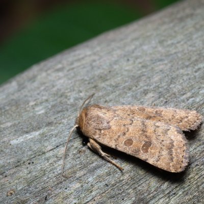 Hoplodrina octogenaria (blýskavka ptačincová), Nebovidy