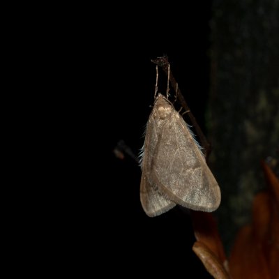 Alsophila aceraria (hedvábnice podzimní), Žebětín