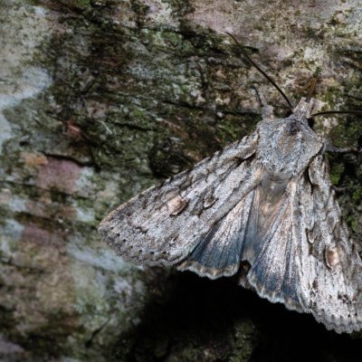 Lithophane ornitopus (dřevobarvec lesní), Žebětín