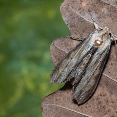 Shargacucullia lychnitis (kukléřka tečkovaná), PR Svatý kopeček