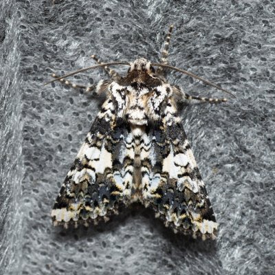 Hadena confusa (můra malá), PR Kamenný vrch