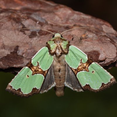 Staurophora celsia (travařka ozdobná), Hodonín - Zbrod
