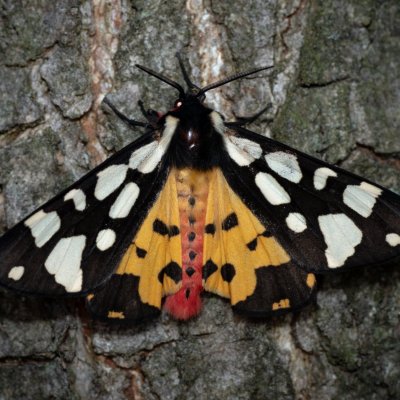 Arctia villica (přástevník špenátový), Žebětín