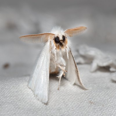 Euproctis chrysorrhoea (bekyně zlatořitná), PP Skalky u Sedlece