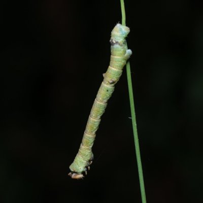 Biston betularia (drsnokřídlec březový), Kývalka
