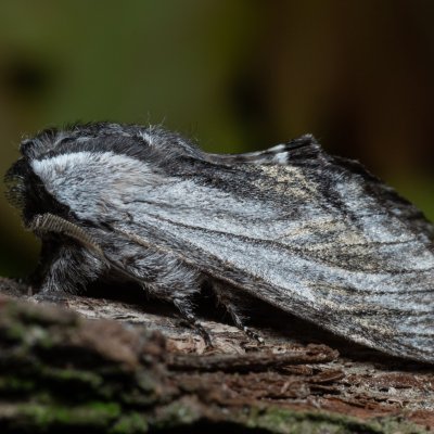 Harpyia milhauseri (hřbetozubec Milhauserův), PR Bosonožský hájek