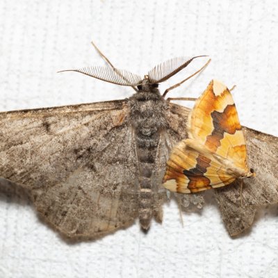 Cidaria fulvata (píďalka žlutá), PR Kamenný vrch