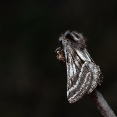 Lycia zonaria (drsnokřídlec bělopásný), PP Člupy