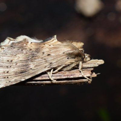 Pterostoma palpinum (hřbetozubec dvouzubý), Kývalka