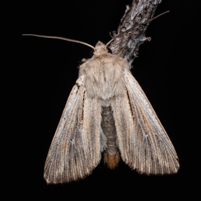 Leucania comma (plavokřídlec čárkovaný), PP Pohoří na Šumavě