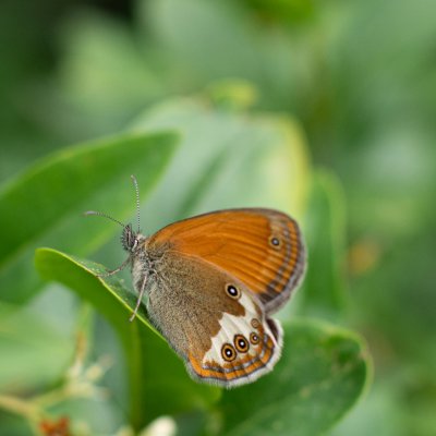 Coenonympha arcania (okáč strdivkový), Dukovany
